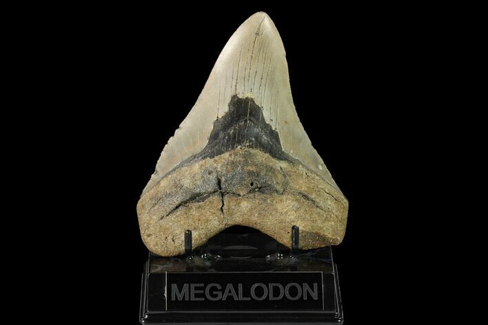 Fossil Megalodon Tooth - North Carolina #147532